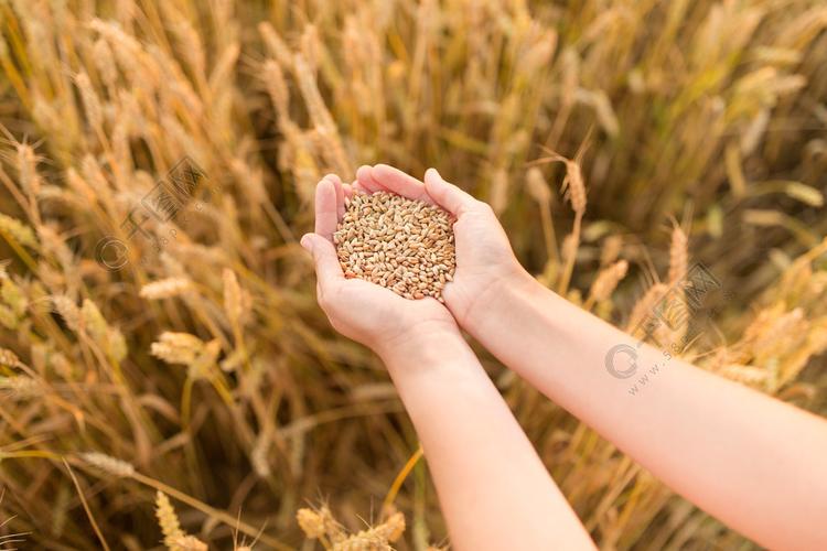 收获自然农业和繁荣的概念手里拿着成熟的小麦籽粒在麦田上手里捧着