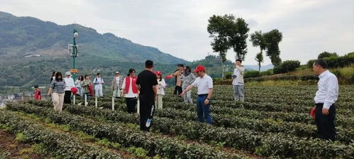 中国农技协福建福安红茶科技小院 为红茶产业发展注入科技动能